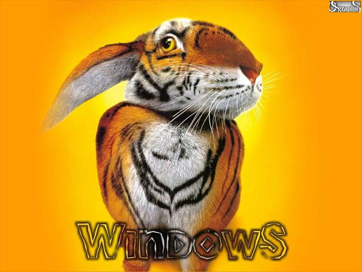 Windows - XP 0998.jpg