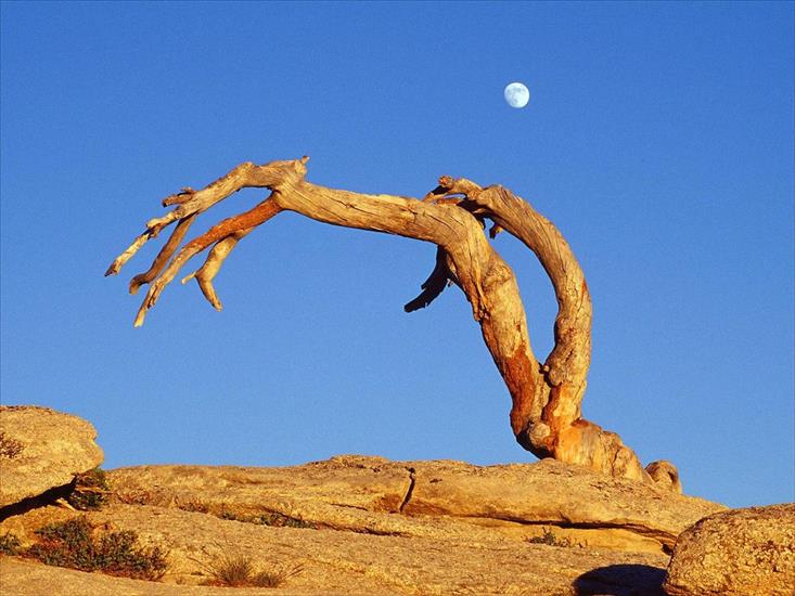 DZIWNE W PRZYRODZIE - Moonrise Over Jeffrey Pine, Sentinel Dome, Yosemite National Park, California.jpg