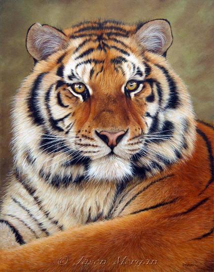 Poganinn - siberian-tiger-6.jpg