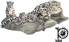 Alfabet z Leopardem - P.gif