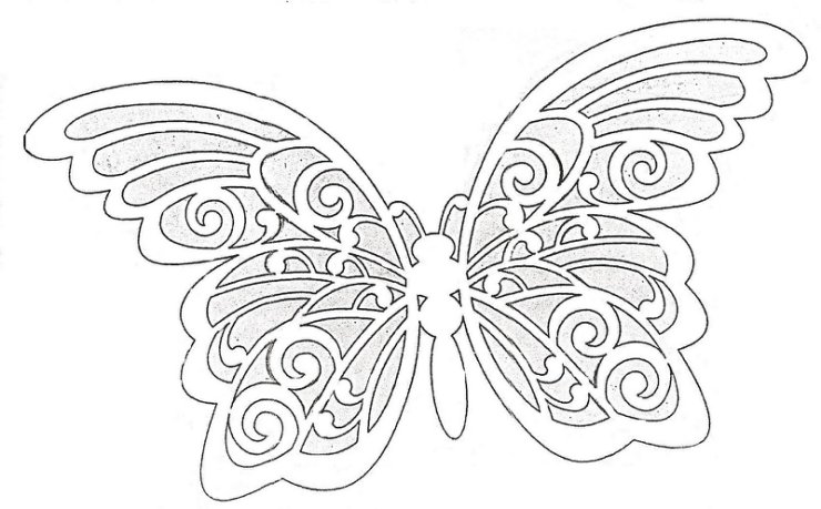 Motyle - 2 21.jpg