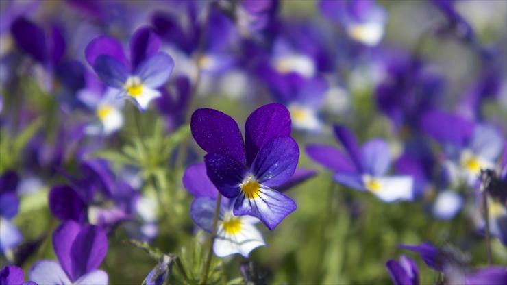 KWIATY FIOLETOWE - violets-flower-wallpaper-1920x1080-2200.jpg