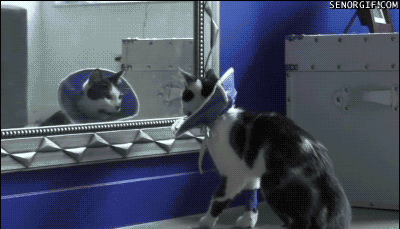 zwierzaki - cat mirror.gif