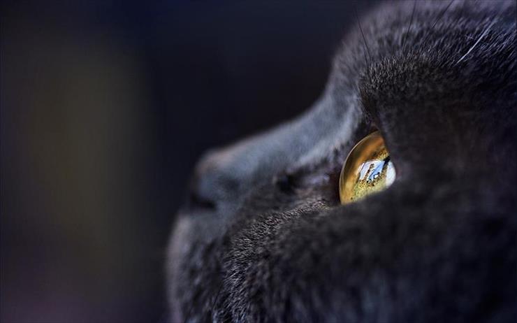 Animals - Cats Eye.jpg