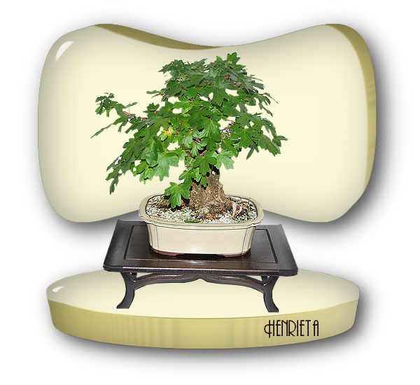 bonsai - ChomikImage 1.jpg