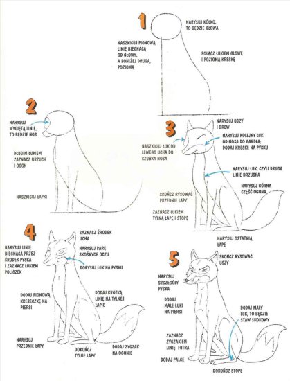 Kurs rysowania zwierząt - kurs rysowania- lis1.jpg