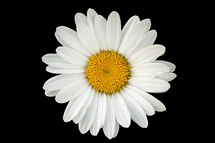 Kwiaty - stokrotki-byserghio 44.jpg