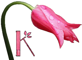 Różowy tulipan - K.gif