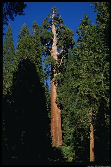 Najpiękniejsze miejsca na świecie - sequoia_1.jpg