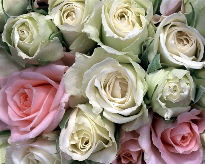 Róże - White and pink roses.jpg
