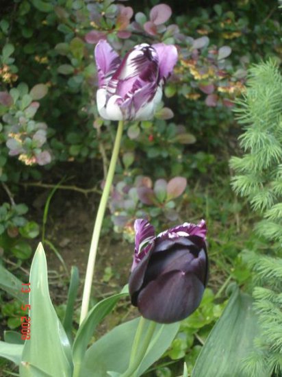 Kwiaty różne - Tulipan 5.jpg