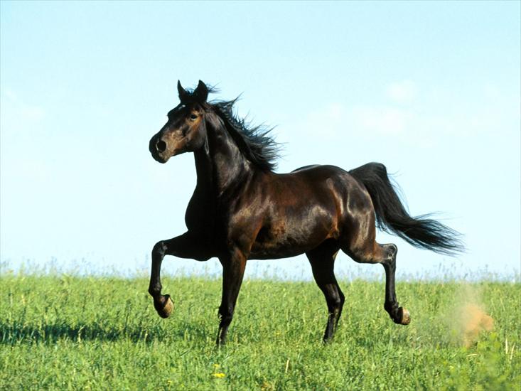 konie - koń.jpg
