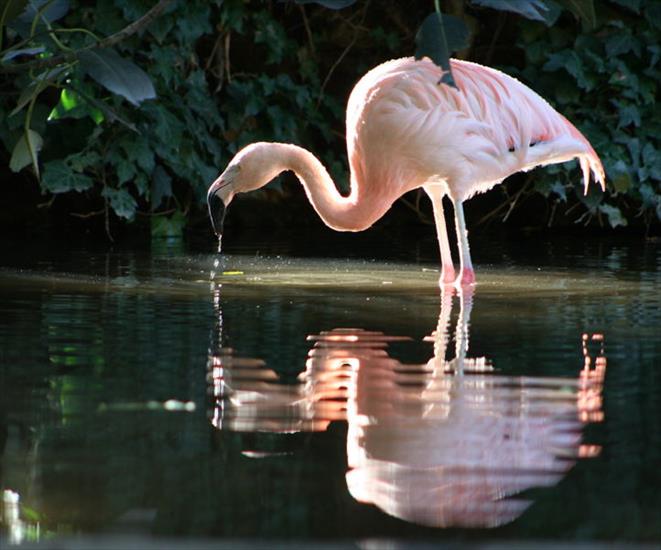 flamingi - flaming chlijski.jpg