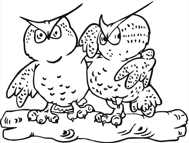 sowa - sowa - kolorowanki ptaki 36.gif