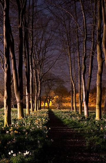 Obrazy - Spring Path at Queens College, Cambridge - Sean McHugh.jpg