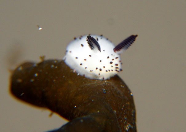 Jorunna parva - ślimak morski puszysty króliczek - cute-bunny-sea-slug-jorunna-parva-3.jpg