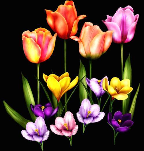 KWIATY2 - tulipany1.jpg