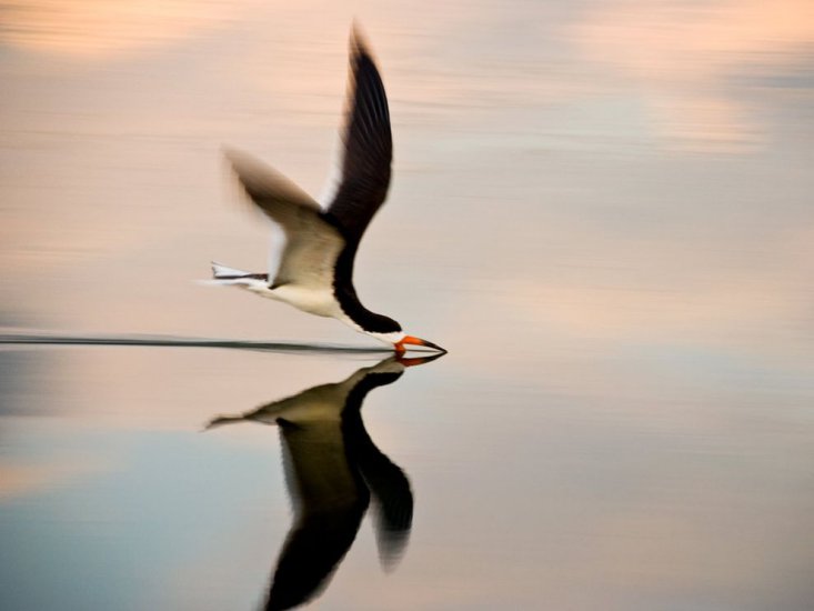 ALBUM NATIONAL GEOGRAPHIC - black-skimmer_12923_990x742.jpg