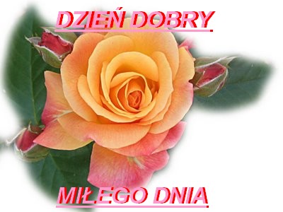 Dzień dobry1 - roza4511.jpg