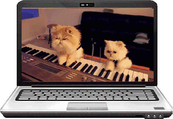  GIFKI  TZW  MISZ MASZ   RYNIOPYNIO   - kotki gif graja na pianinie.gif